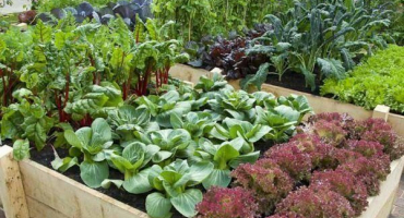 Střídání plodin na zahradě: co zasadit a po čem